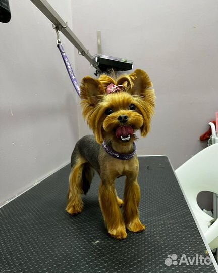 Груминг г. Мытищи,зоосалон LittleGroomer, Пирогово