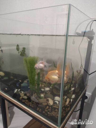 Аквариум с рыбками, 60л