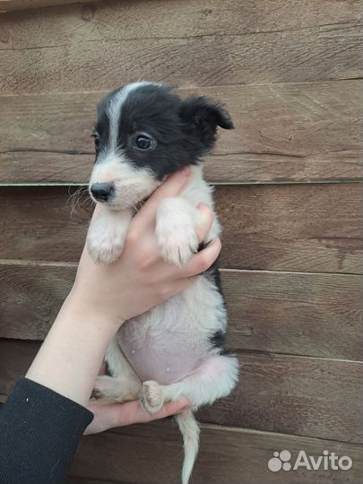 Щенки бесплатно