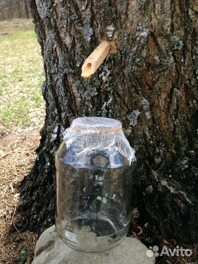 Березовый сок