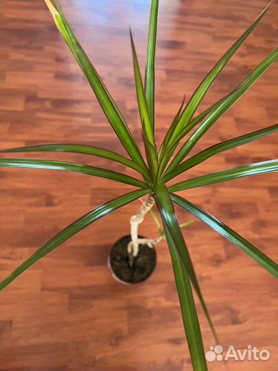 Роза домашняя (гибискус китайская роза)