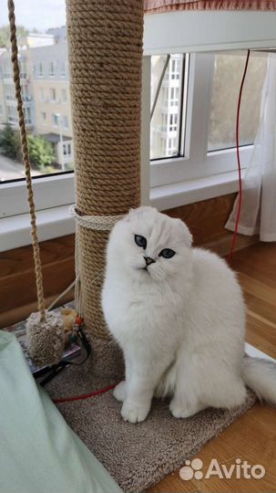 Шотландский прямоухий котенок