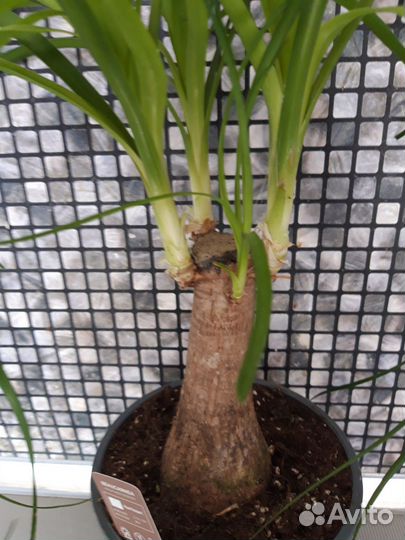 Нолина Бокарнея (дерево желаний)