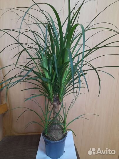 Бокарнея нолина