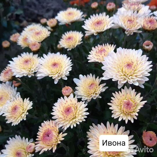 Хризантемы