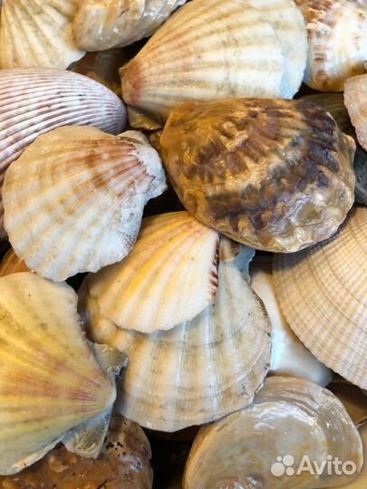 Набор крупных, морских, плоских ракушек Гребешок