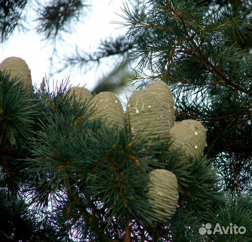 Шишки тибетского кедра