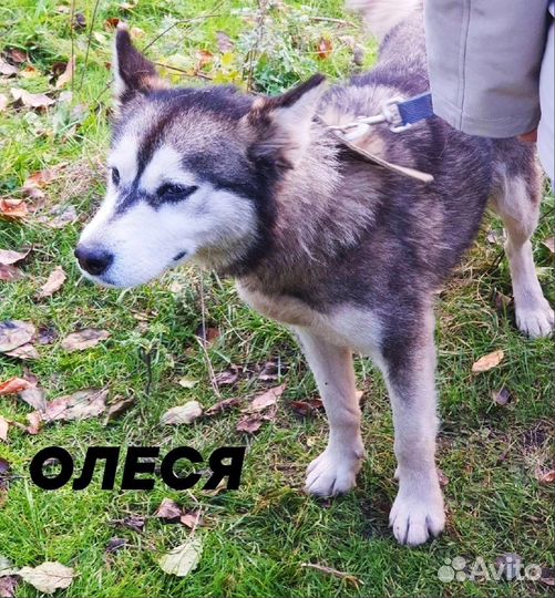 Собака хочет домой