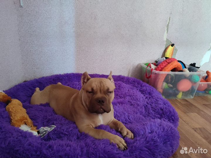 Няня для собак