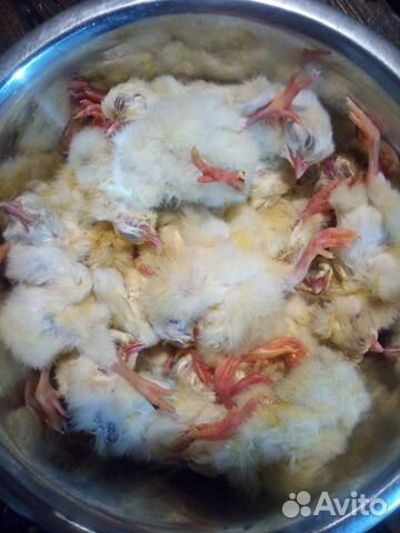 Суточные замороженные цыплята. Корм для животных