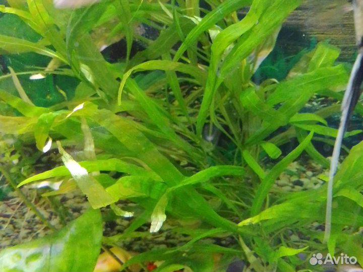 Рыбки, улитки