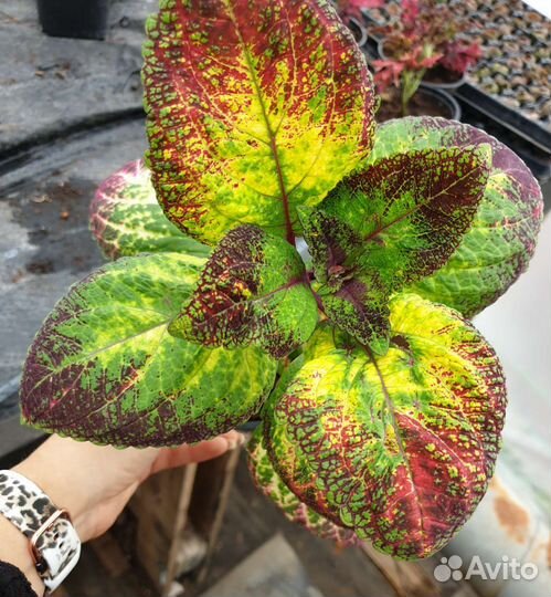 Колеус вегетативный