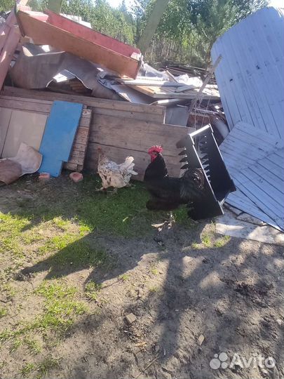 Куры петухи
