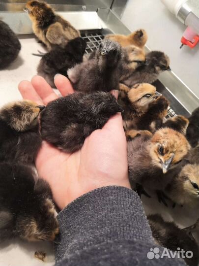 Цыплята и Инкубационное яйцо Лакеданзи