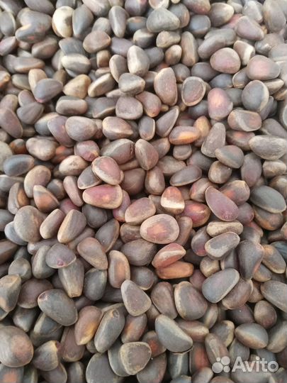 Орех кедровый