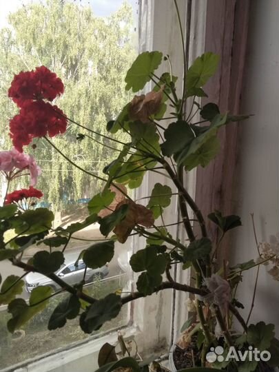 Продаю комнатны