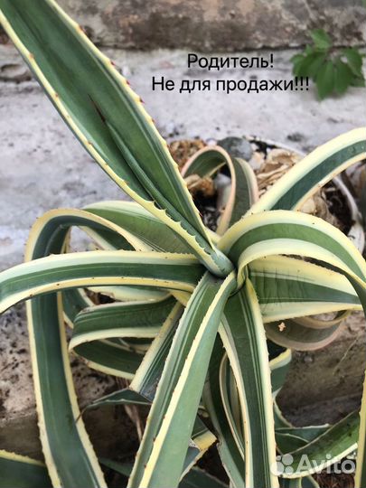 Агава вариегатная