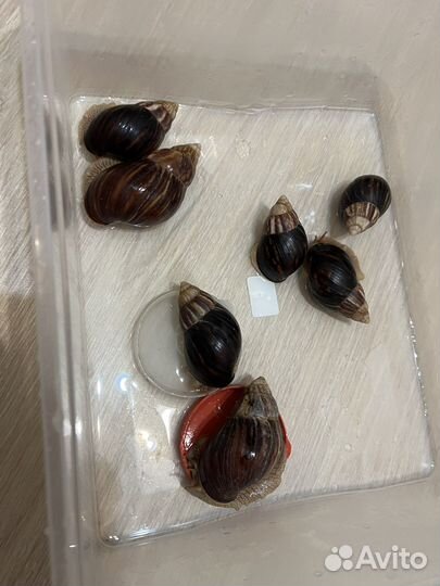 Улитки ахатины средние и большие