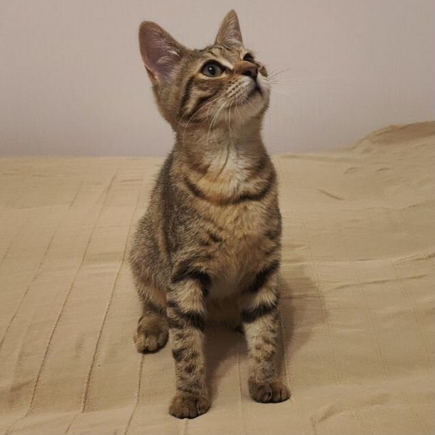 Котёнок в добрые руки