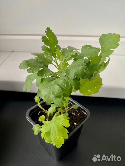 Хризантема