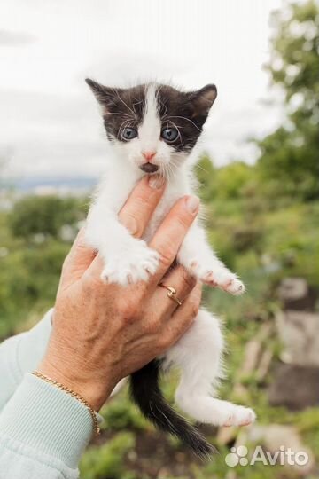 Кошки в добрые руки