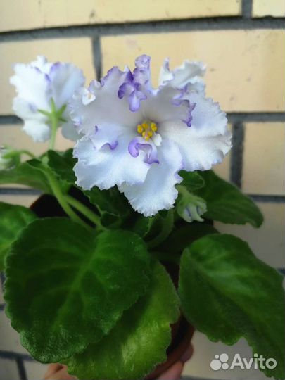 Фиалка Гигант, цветы 6см