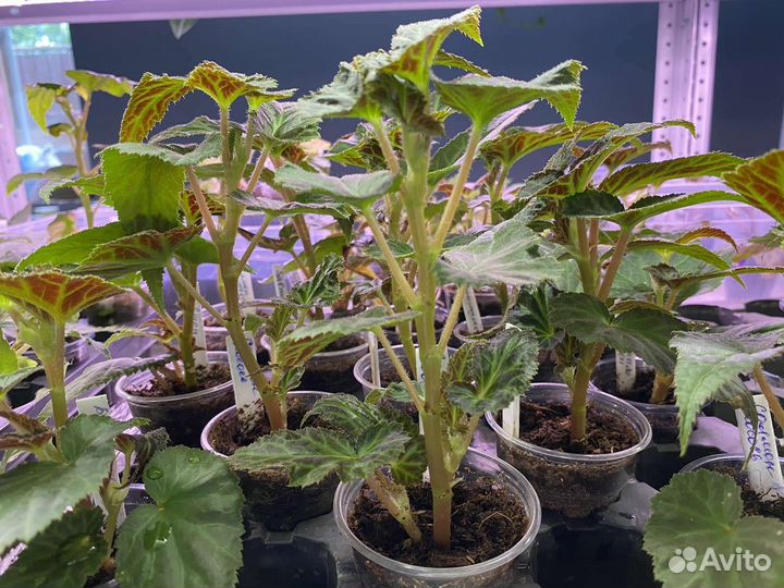 Бегония Беллекония Салмон (Belliconia Salmon)