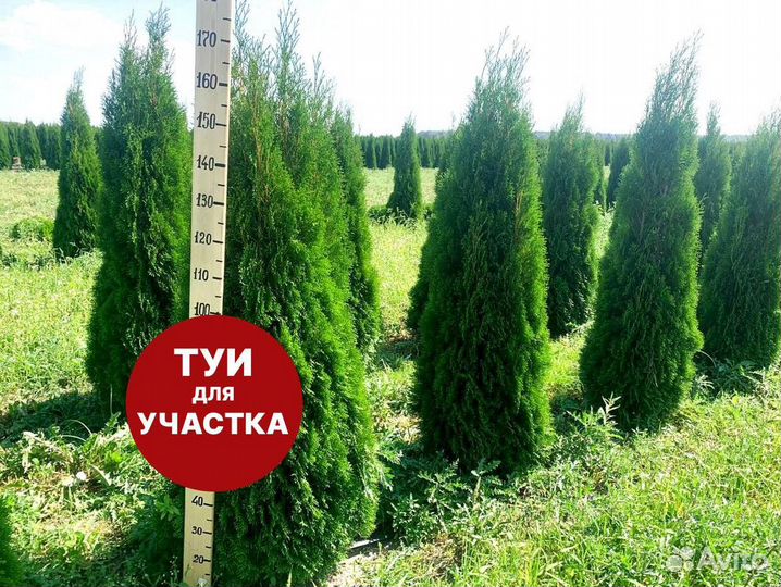 Туя смарагд рост 197,5 см /опт 150 шт