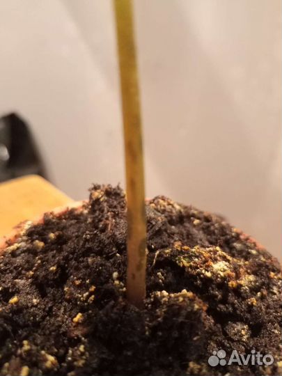 Аморфофаллус