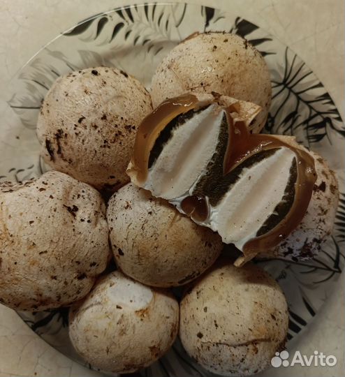 Гриб весёлка свежий