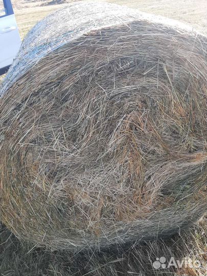 Сено в рулонах урожай 2023