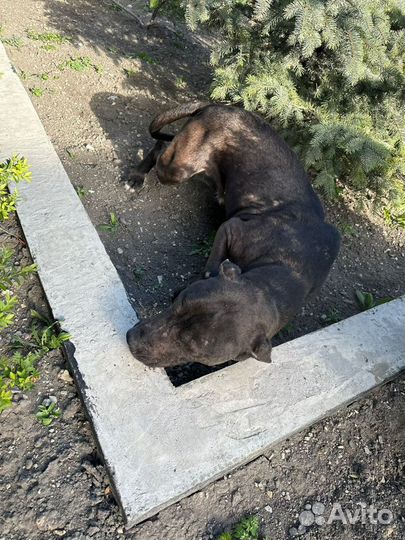 Собаки бесплатно в добрые руки