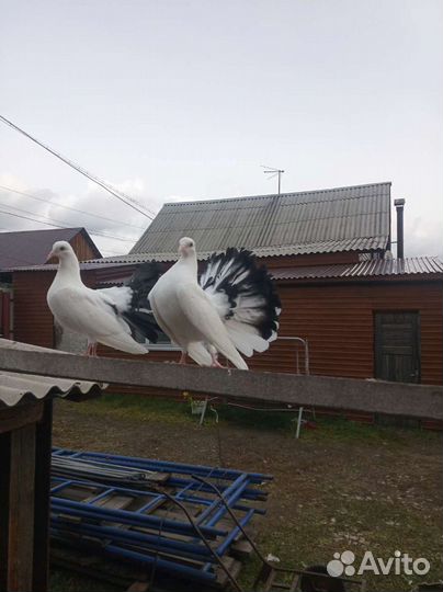 Продажа голубей