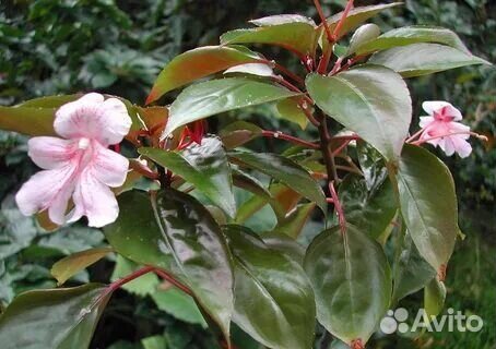 Комнатные цветы