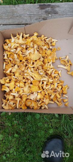 Грибы лисички свежие, белые свежие