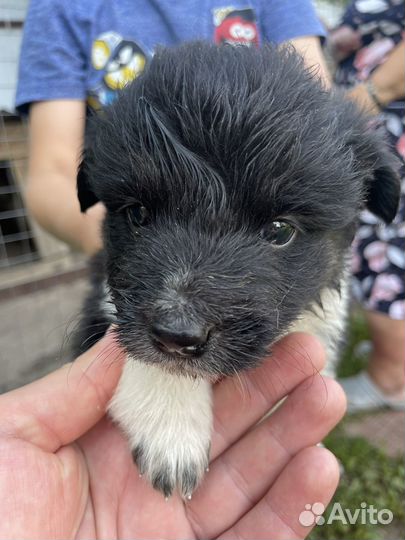 Отдам щенков