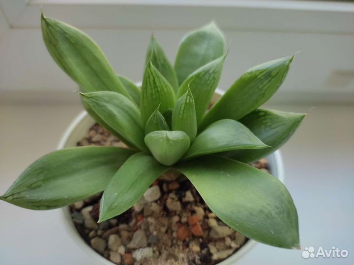 Детки и черенки суккулентов