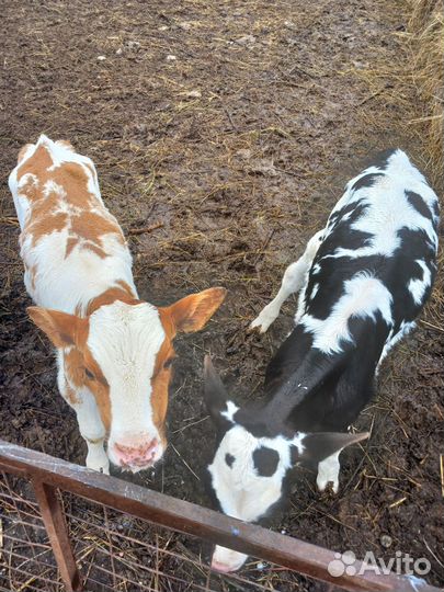 Телята, бычки,телочки