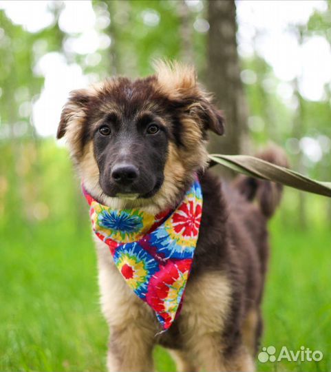 Собака бесплатно, Шкипер