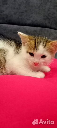 Котенок