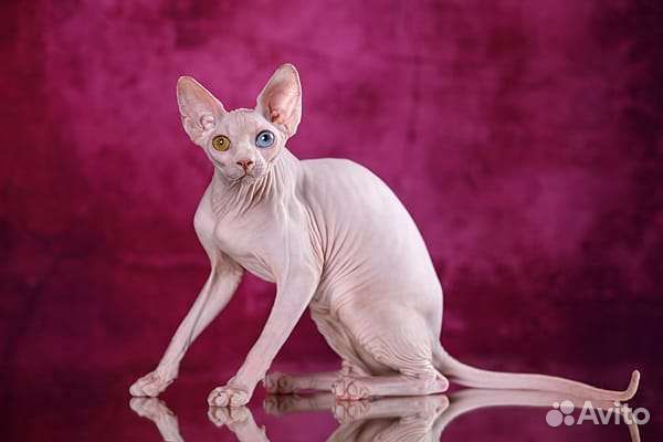 Эльф, Канадский сфинкс