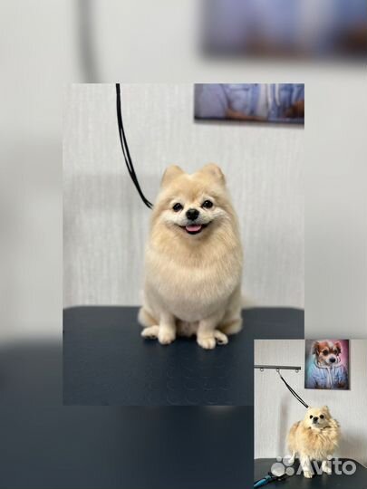 Грумер. Стрижка собак