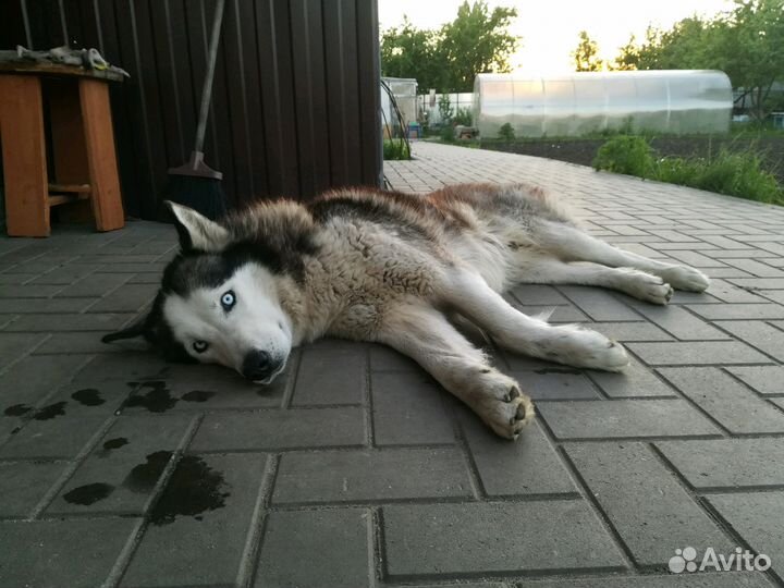 Кобель хаски вязка