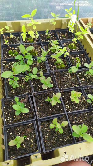 Жимолость Аврора