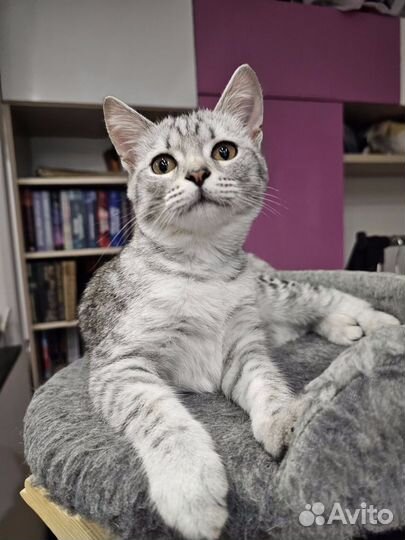 Кошечка в добрые руки