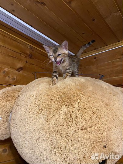 Кошка бенгалка