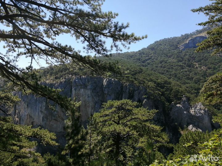 Плоды Ягоды Можжевельника