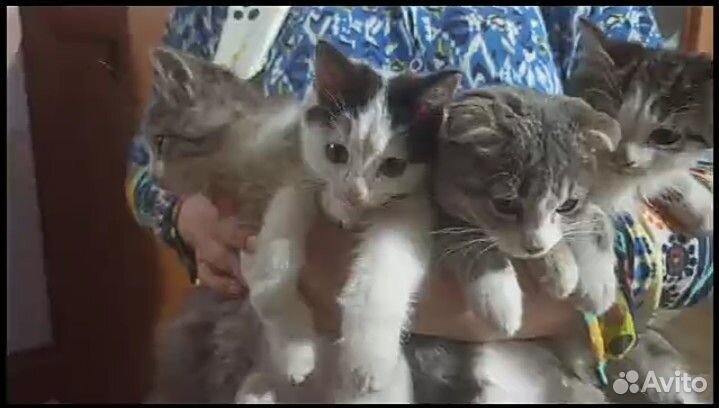 Кошки бесплатно