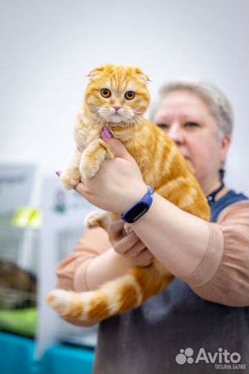 Ищем шотландского кота для кошки