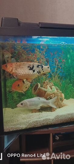 Рыбы карп кое